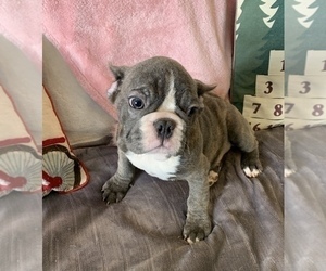 French Bulldog Puppy for sale in JOHNS ISLAND, SC, USA