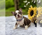 Small #2 French Bulldog