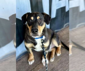 Pembroke Welsh Corgi-Unknown Mix Dogs for adoption in St louis, MO, USA