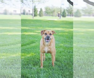 Rae - Female Labrador Retriever-Unknown Mix Dog for Adoption - Photo #10