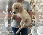 Small Photo #6 Golden Retriever Puppy For Sale in SCIO, OR, USA