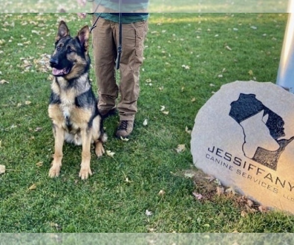 Medium Photo #4 German Shepherd Dog Puppy For Sale in CRANDON, WI, USA