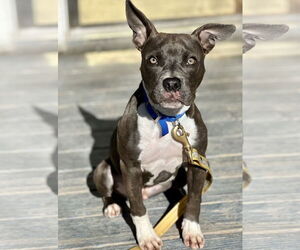 American Pit Bull Terrier-Unknown Mix Dogs for adoption in Denton, TX, USA