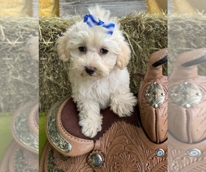 Maltipoo Puppy for sale in LANCASTER, MO, USA