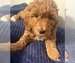 Small #1 Goldendoodle (Miniature)