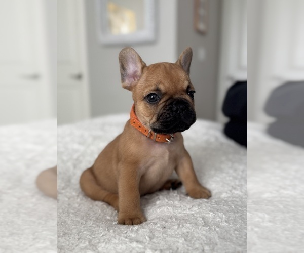 Medium Photo #7 French Bulldog Puppy For Sale in AURORA, CO, USA