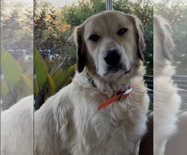 Medium Photo #1 Karakachan Puppy For Sale in WELLSVILLE, OH, USA