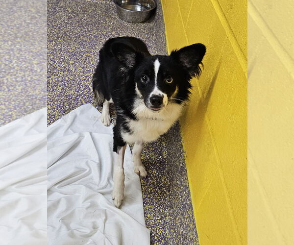 Medium Photo #3 Chihuahua-Unknown Mix Puppy For Sale in Metairie, LA, USA