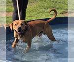 Small #4 American Pit Bull Terrier