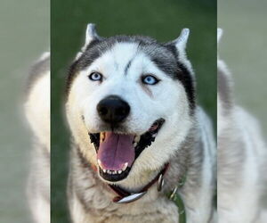 Siberian Husky Dogs for adoption in Upland, CA, USA