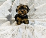Small Photo #4 Yorkshire Terrier Puppy For Sale in FRESNO, CA, USA