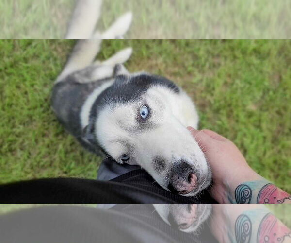 Medium Photo #3 Siberian Husky Puppy For Sale in Carrollton, TX, USA