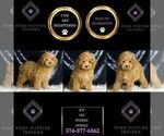 Small Photo #45 Poodle (Toy) Puppy For Sale in WARSAW, IN, USA
