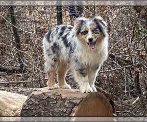 Miniature Australian Shepherd Puppy for sale in WHITEFORD, MD, USA