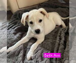 Small #1 Siberian Husky Mix