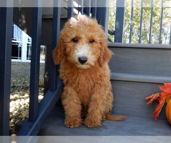 Medium Photo #3 Goldendoodle (Miniature) Puppy For Sale in MILLERSBURG, OH, USA