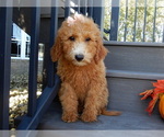 Small #2 Goldendoodle (Miniature)
