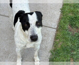 Mutt Dogs for adoption in Tulsa, OK, USA