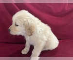 Small #4 Golden Retriever