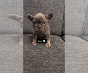 Medium French Bulldog