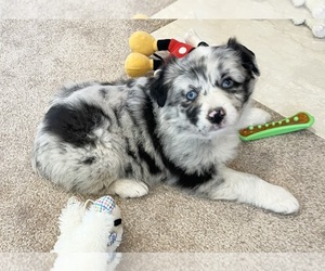 Australian Shepherd Puppy for Sale in BERESFORD, South Dakota USA