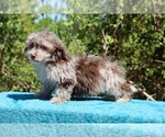 Small #3 ShihPoo