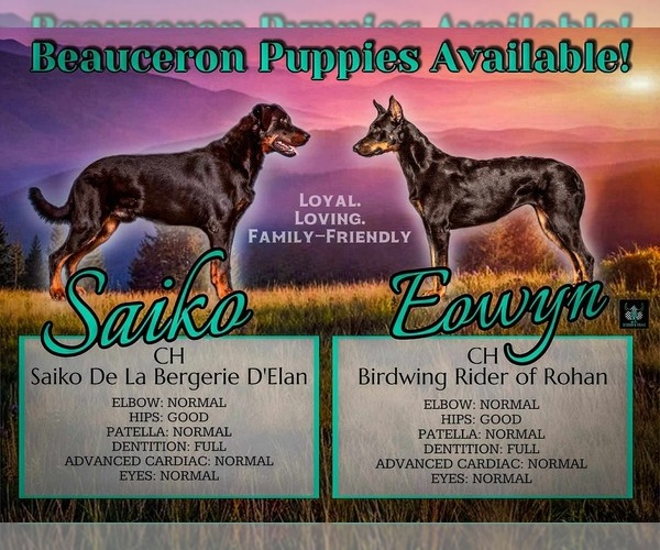 Medium Photo #1 Beauceron Puppy For Sale in WARSAW, NY, USA