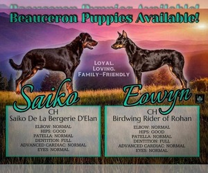 Beauceron Puppy for sale in WARSAW, NY, USA