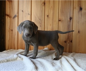 Labrador Retriever Puppy for sale in FREDERICKSBURG, OH, USA