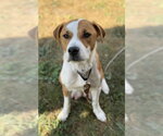 Small #4 Labrador Retriever Mix