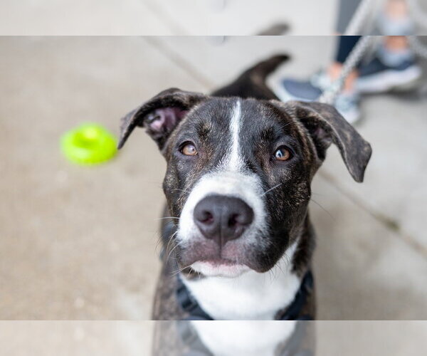 Medium Photo #1 Mutt Puppy For Sale in Mundelein, IL, USA