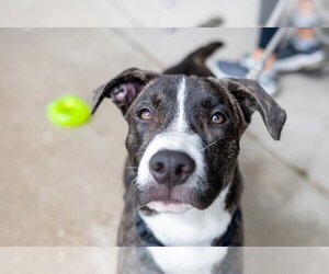 Mutt Dogs for adoption in Mundelein, IL, USA