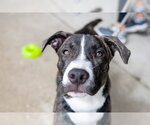 Porter Wagoner - Male Mutt Dog for Adoption - Small photo