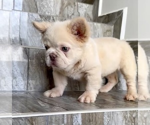 French Bulldog Puppy for sale in PORTOLA VALLEY, CA, USA