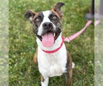 Small #25 Boxer Mix