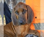 Small #1 Redbone Coonhound