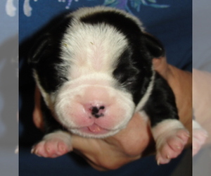 Boston Terrier Puppy for sale in BENEDICT, KS, USA