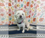 Small Maltese Mix