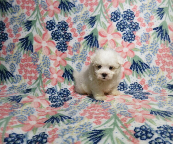 Medium Photo #2 Maltese Puppy For Sale in COOKEVILLE, TN, USA