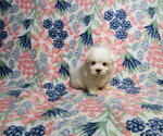 Small #1 Maltese