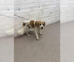 Small Papillon Mix