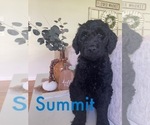 Small Photo #2 Goldendoodle Puppy For Sale in MOUNT AIRY, NC, USA