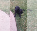 Small Photo #7 Labradoodle Puppy For Sale in NORCO, CA, USA