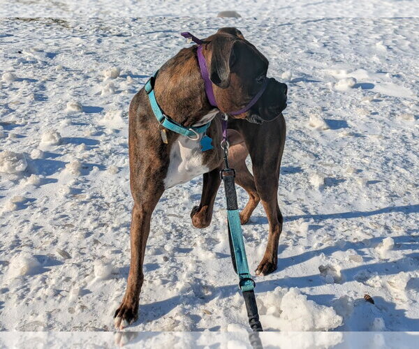 Medium Photo #4 Boxer Puppy For Sale in Burnsville, MN, USA