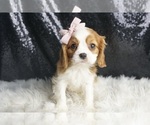Small Photo #49 Cavalier King Charles Spaniel Puppy For Sale in WARSAW, IN, USA