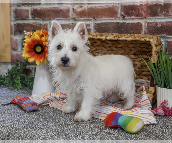 Medium Photo #4 Schnauzer (Miniature) Puppy For Sale in SYRACUSE, IN, USA