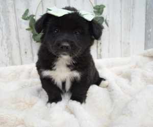 American Eskimo Dog-German Shepherd Dog Mix Puppy for sale in HONEY BROOK, PA, USA