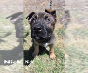 American Pit Bull Terrier-German Shepherd Dog Mix Dogs for adoption in Monte Vista, CO, USA