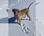 Small Photo #1 Labrador Retriever Puppy For Sale in STEELEVILLE, IL, USA