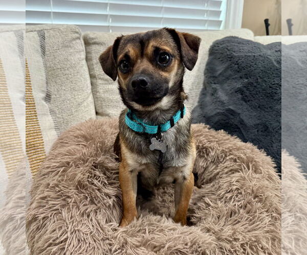 Medium Photo #4 Chihuahua-Unknown Mix Puppy For Sale in Santa Clara, CA, USA